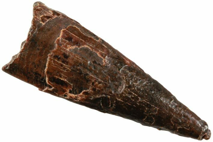 Fossil Pterosaur (Siroccopteryx) Tooth - Morocco #234956